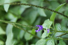 Stachytarpheta indica